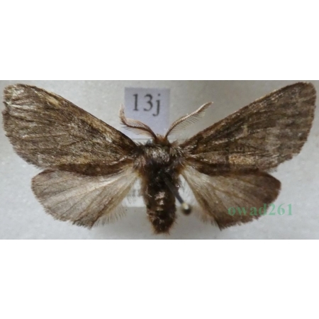 Gluphisia crenata (Esper, 1785) male Garbatka karbica Czech13j